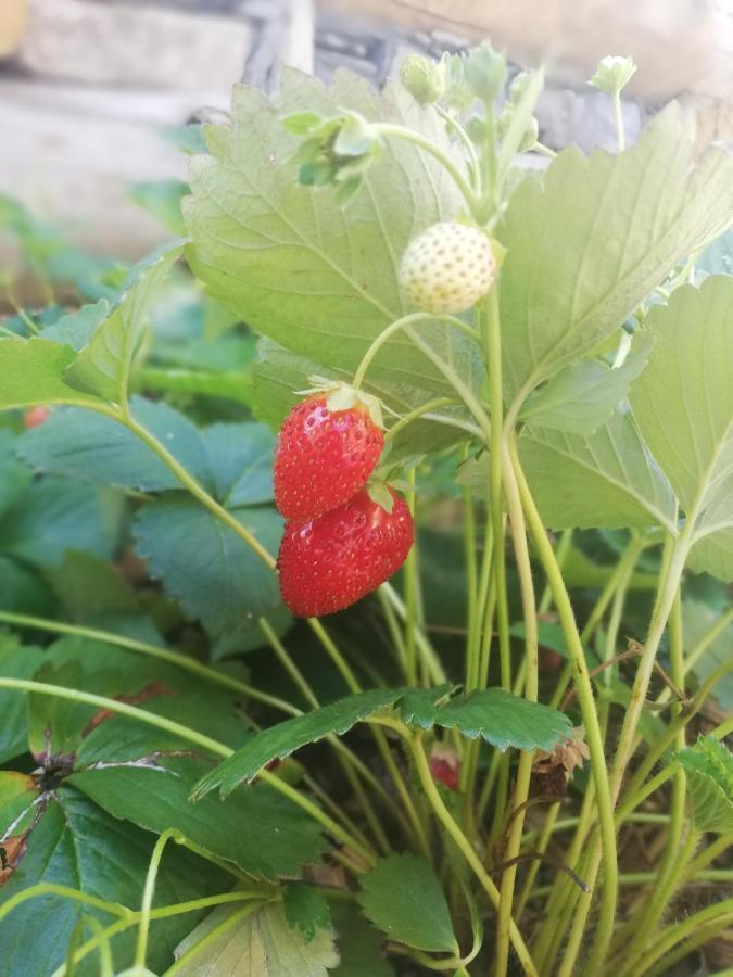 Agriturismo Nona Emma Piano Porlezza エクステリア 写真